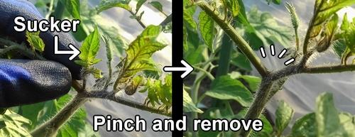 How to pinch off suckers of cherry tomato