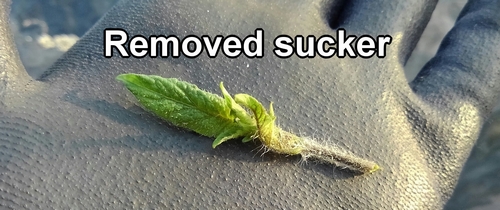 Removed cherry tomato sucker