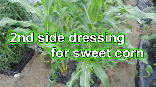 2nd side dressing for sweet corn (Fertilize the sweet corn for the second time)