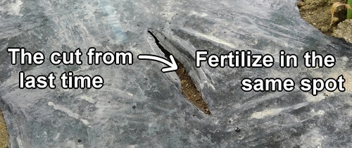 Fertilize in the same spot as the first time