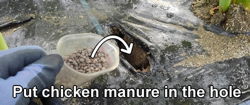 Put chicken manure in the hole