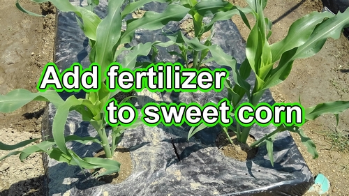 Add fertilizer to sweet corn (Side dressing sweet corn)