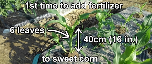 A guide for when to add fertilizer to corn