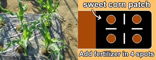 Fertilization spots for sweet corn