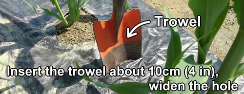 Insert trowel into the slits in the mulch