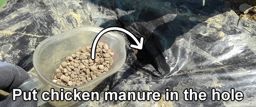 Put chicken manure in the hole