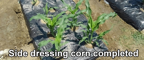 Additional fertilizer for sweet corn is completed (side dressing sweet corn)