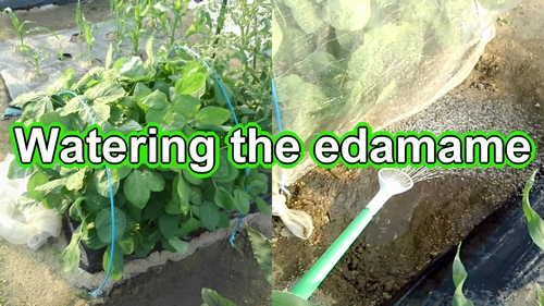 Watering the edamame (edamame plant care)