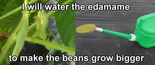 Edamame needs water after it flowers