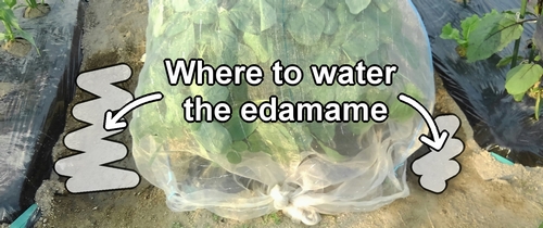 Where to water the edamame