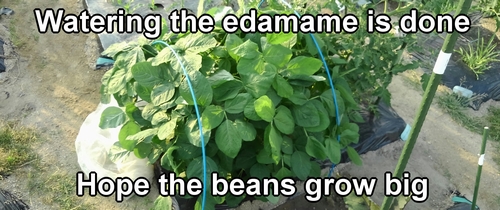 Watering the edamame is done (Edamame cultivation management completed)