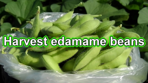 Harvesting edamame beans (Picking edamame soybean plants)