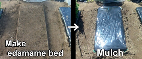 Place mulch on the edamame bed (Create edamame bed and mulch)