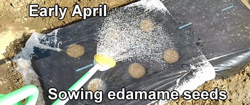 Planting edamame seeds (How to sow edamame seeds)