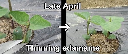 Thinning edamame beans (Edamame plant care)