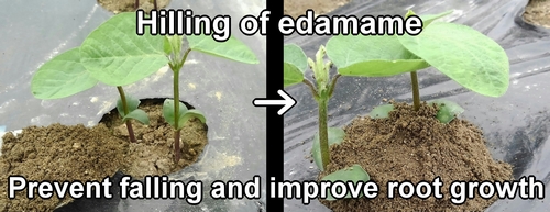 Hilling of edamame (Ridging of edamame bean plant)