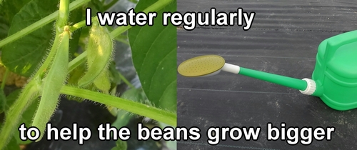 Watering edamame