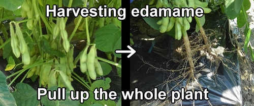 Harvest edamame by the whole plant