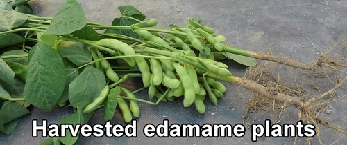 Harvested edamame bean plants