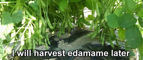 I will harvest the rest of the edamame later