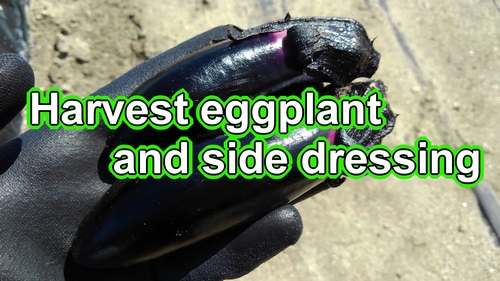 Harvest eggplant and side dressing (Eggplant picking and add-fertilizing)