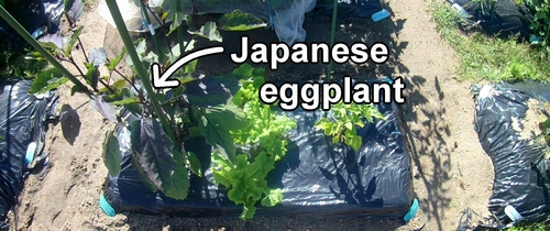 Eggplants that are growing (Japanese eggplants)