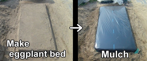 Create eggplant bed and mulch