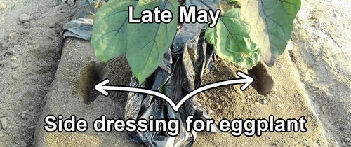 Giving extra fertilizer to the eggplant (Side dressing for japanese eggplant)