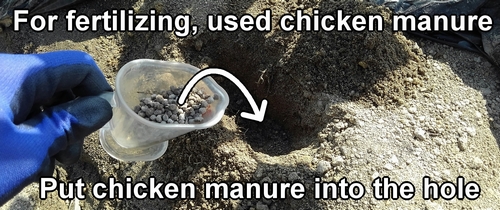 For fertilizing, I used chicken manure (Chicken manure is best plant food for eggplants)