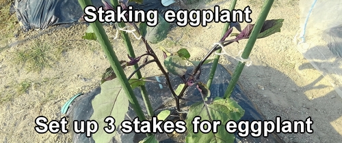 Staking eggplant (Set up 3 stakes for japanese eggplant)