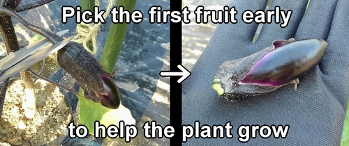 I remove the first eggplant fruit when it's still small