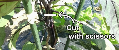 How to harvest eggplant (Picking japanese eggplant)