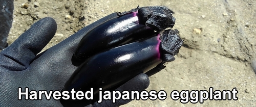 Harvested eggplant