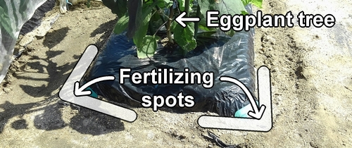 Fertilizing spots for eggplant