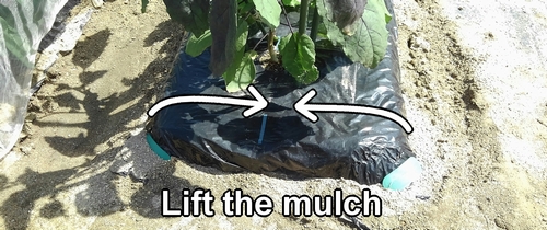 Lift the mulch