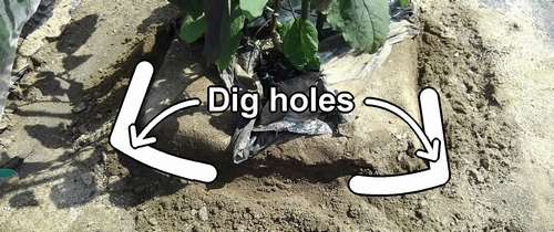 Dig holes for fertilizing