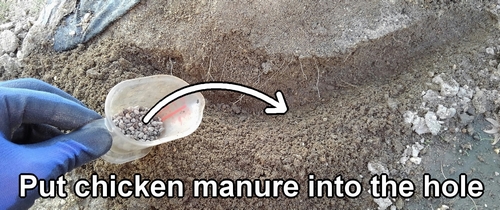 Put chicken manure into the hole