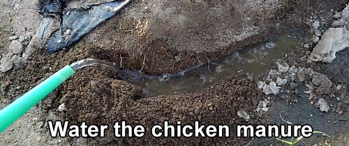 Water the chicken manure