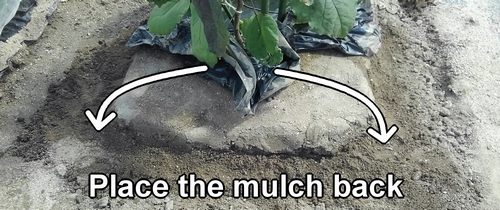 Place the mulch back