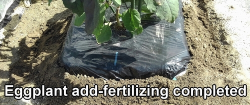 Eggplant add-fertilizing completed (Side dressing for japanese eggplant is complete)