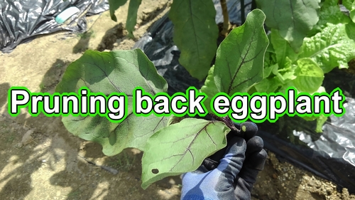 Pruning japanese eggplant (Pruning back the eggplants)