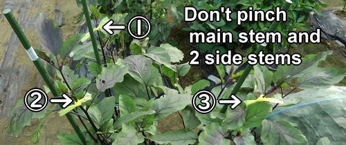 Don't pinch the main stem and the two side stems of the eggplant