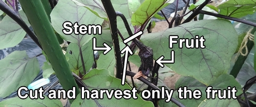 Harvest the eggplant fruit on the main stem and side stems as they are