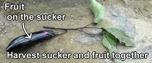 Harvest the sucker and the eggplant together