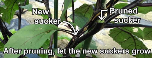 After pruning, let the new eggplant suckers grow