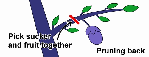 Diagram of heading back pruning (Pruning back diagram)