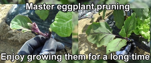 Prune the eggplants regularly