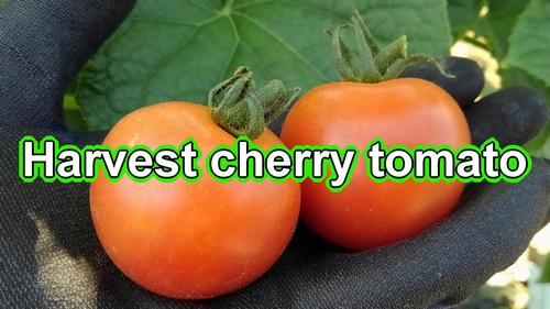 Harvest cherry tomato (Picking cherry tomato plants)