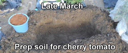 Soil preparation for cherry tomato (Cherry tomato soil work)