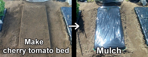 Create cherry tomato bed and mulch